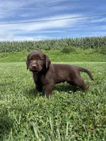 Max, a male Labrador Retriever for sale in Lancaster, PA – 2 of 6
