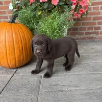 Milo, a male Labrador Retriever for sale in Lancaster, PA – 3 of 7