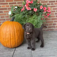 Mason, a male Labrador Retriever for sale in Lancaster, PA – 2 of 7