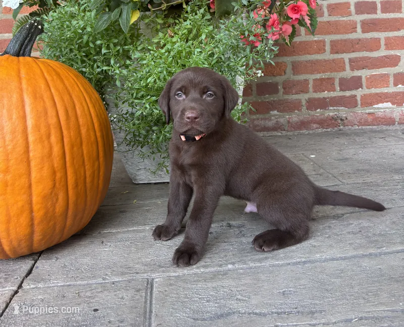 Mason – Labrador Retriever puppy for sale in Lancaster, PA