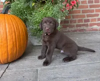 Mason, a male Labrador Retriever for sale in Lancaster, PA – 1 of 7