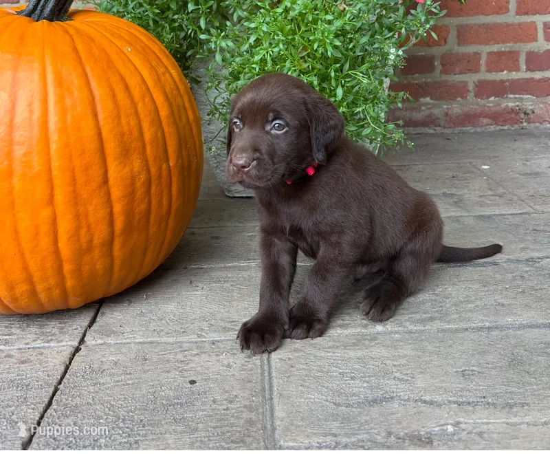 Marley – Labrador Retriever puppy for sale in Lancaster, PA