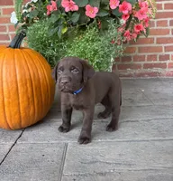 Maverick , a male Labrador Retriever for sale in Lancaster, PA – 2 of 6