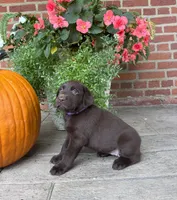Maggie, a female Labrador Retriever for sale in Lancaster, PA – 1 of 6