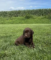 Marley, a male Labrador Retriever for sale in Lancaster, PA – 2 of 7
