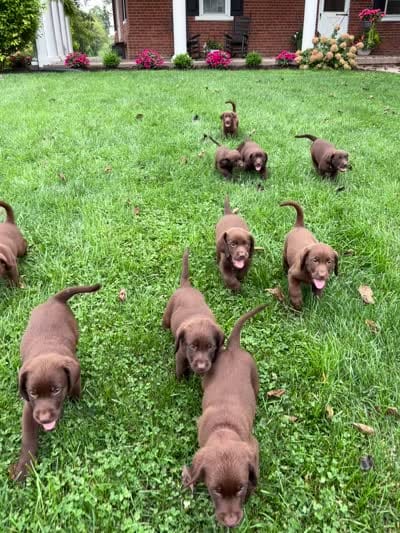 Murphy , a male Labrador Retriever for sale in Lancaster, PA – 3 of 5