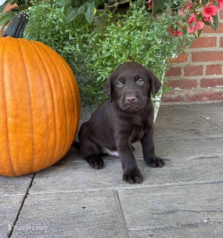 Miles – Labrador Retriever puppy for sale in Lancaster, PA