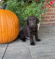 Miles, a male Labrador Retriever for sale in Lancaster, PA – 1 of 6