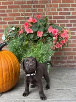 Molly, a female Labrador Retriever for sale in Lancaster, PA – 3 of 7