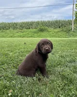Molly, a female Labrador Retriever for sale in Lancaster, PA – 2 of 7
