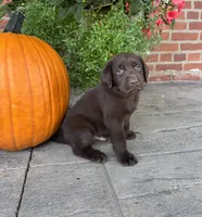 Max, a male Labrador Retriever for sale in Lancaster, PA – 4 of 6