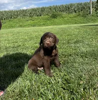 Mason, a male Labrador Retriever for sale in Lancaster, PA – 3 of 7