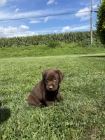 Murphy , a male Labrador Retriever for sale in Lancaster, PA – 2 of 5