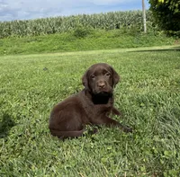 Maggie, a female Labrador Retriever for sale in Lancaster, PA – 2 of 6