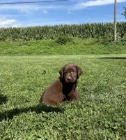 Maverick , a male Labrador Retriever for sale in Lancaster, PA – 3 of 6