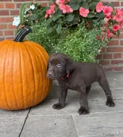 Marley, a male Labrador Retriever for sale in Lancaster, PA – 3 of 7