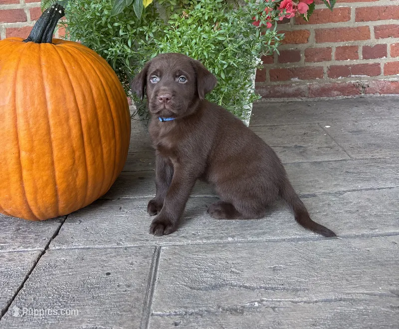 Maverick  – Labrador Retriever puppy for sale in Lancaster, PA