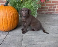 Maverick , a male Labrador Retriever for sale in Lancaster, PA – 1 of 6