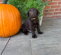 Miles, a male Labrador Retriever for sale in Lancaster, PA – 2 of 6