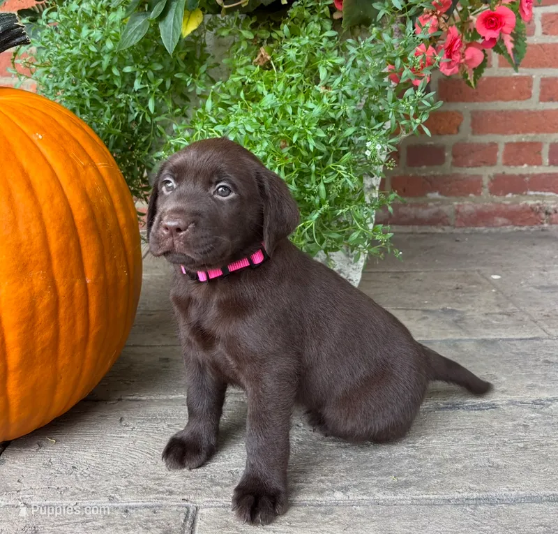 Millie – Labrador Retriever puppy for sale in Lancaster, PA
