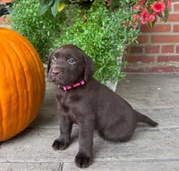 Millie, a female Labrador Retriever for sale in Lancaster, PA – 1 of 6