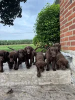 Milo, a male Labrador Retriever for sale in Lancaster, PA – 5 of 7
