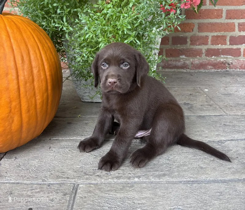 Milo – Labrador Retriever puppy for sale in Lancaster, PA