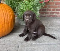 Milo, a male Labrador Retriever for sale in Lancaster, PA – 1 of 7