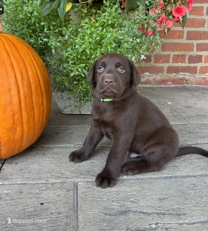 Max – Labrador Retriever puppy for sale in Lancaster, PA