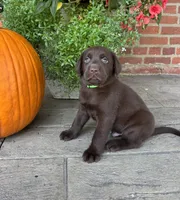 Max, a male Labrador Retriever for sale in Lancaster, PA – 1 of 6