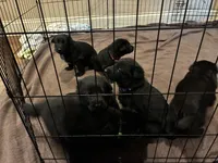 Purple collar - female GSD, a male German Shepherd Dog for sale in Waco, TX – 5 of 5