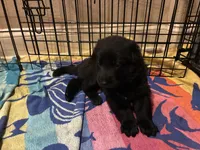 Green collar - male GSD, a male German Shepherd Dog for sale in Waco, TX – 1 of 4