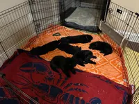 Red collar - male GSD, a male German Shepherd Dog for sale in Waco, TX – 4 of 5