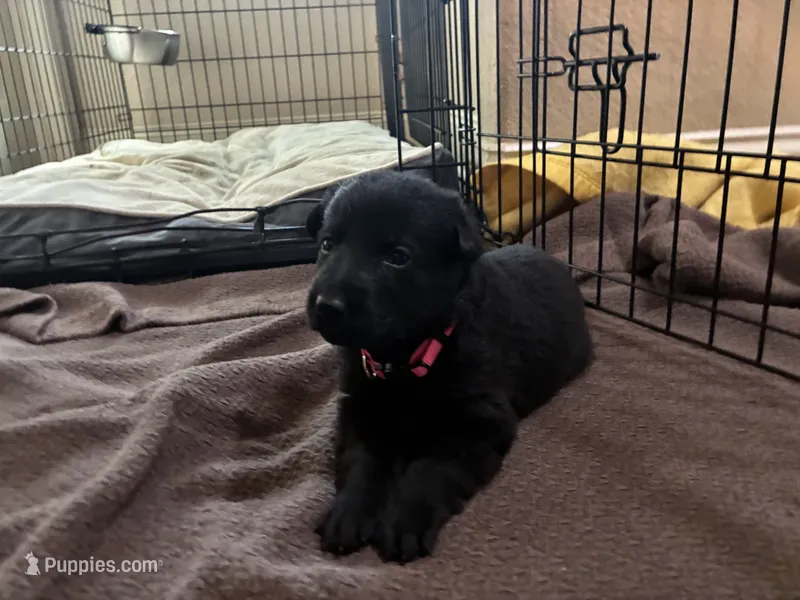 Pink collar - female GSD – German Shepherd Dog puppy for sale in Waco, TX
