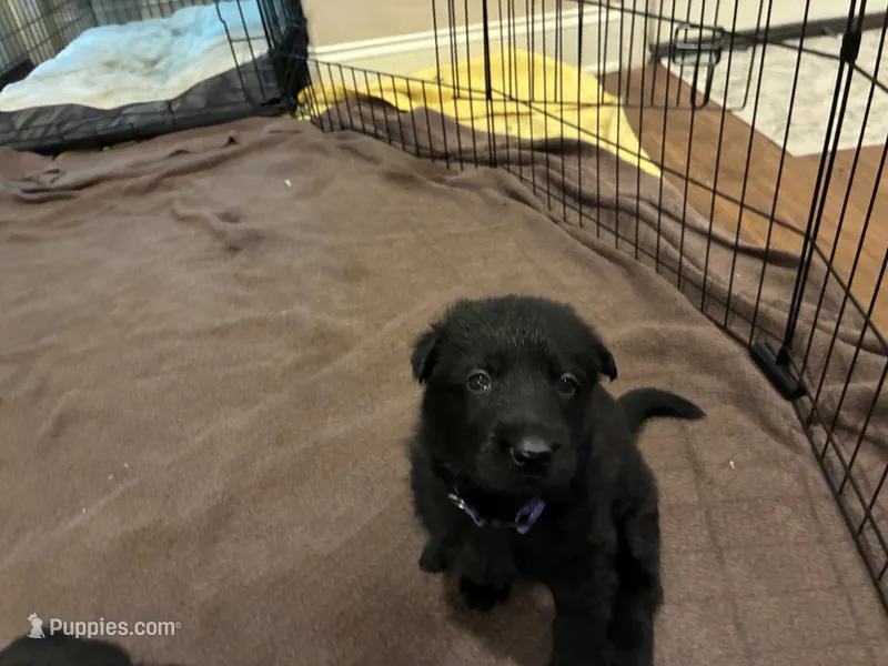 Purple collar - female GSD – German Shepherd Dog puppy for sale in Waco, TX