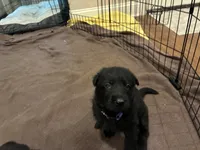 Purple collar - female GSD, a male German Shepherd Dog for sale in Waco, TX – 1 of 5