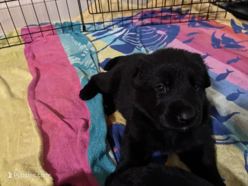 Red collar - male GSD – German Shepherd Dog puppy for sale in Waco, TX