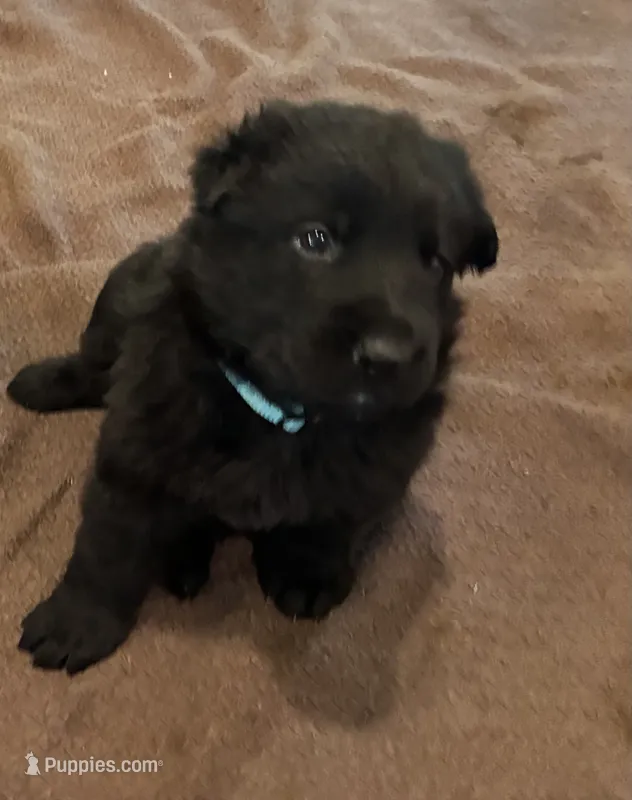 Blue collar - male GSD – German Shepherd Dog puppy for sale in Waco, TX