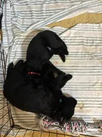 Pink collar - female GSD, a female German Shepherd Dog for sale in Waco, TX – 3 of 6