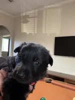 Pink collar - female GSD, a female German Shepherd Dog for sale in Waco, TX – 5 of 6
