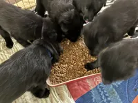 Purple collar - female GSD, a male German Shepherd Dog for sale in Waco, TX – 4 of 5