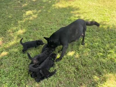 Red collar - male GSD, a male German Shepherd Dog for sale in Waco, TX – 5 of 5