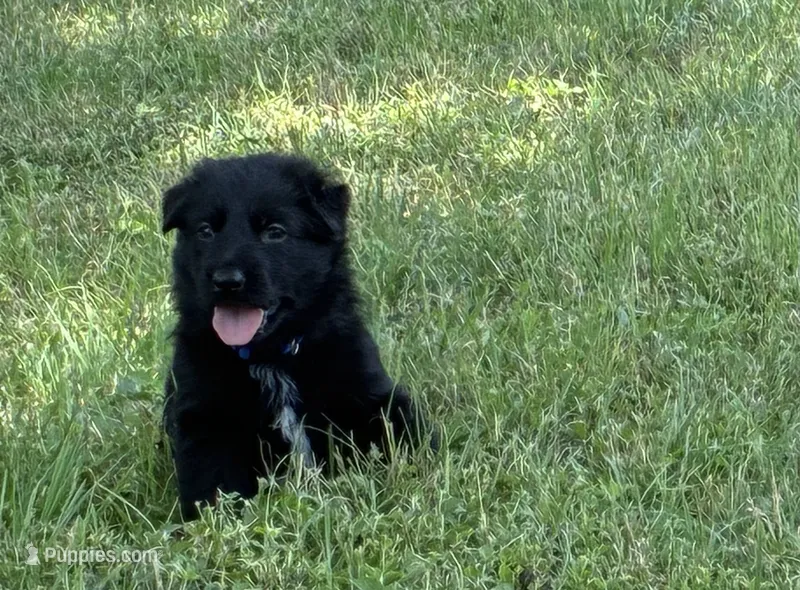 Navy collar - Male GSD – German Shepherd Dog puppy for sale in Waco, TX