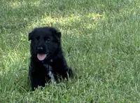 Navy collar - Male GSD, a male German Shepherd Dog for sale in Waco, TX – 1 of 6