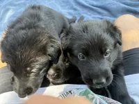 Blue collar - male GSD, a male German Shepherd Dog for sale in Waco, TX – 2 of 4
