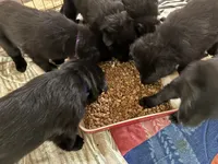 Green collar - male GSD, a male German Shepherd Dog for sale in Waco, TX – 3 of 4