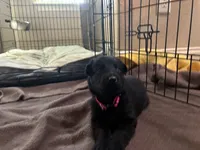 Pink collar - female GSD, a female German Shepherd Dog for sale in Waco, TX – 2 of 6