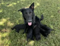 Blue collar - male GSD, a male German Shepherd Dog for sale in Waco, TX – 3 of 4
