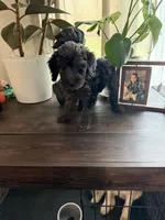 Bruno, a male Labradoodle for sale in Toledo, OH – 3 of 4