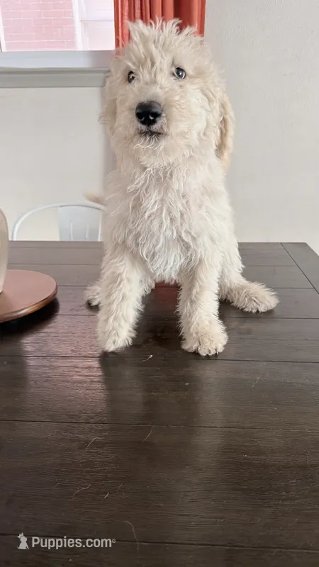 Buster  – Labradoodle puppy for sale in Toledo, OH